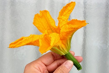 f:id:haruirosoleil:20200518212241j:plain