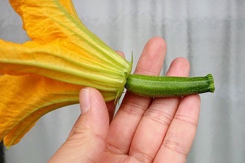 f:id:haruirosoleil:20200518212250j:plain