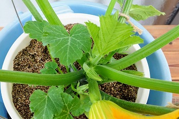 f:id:haruirosoleil:20200523091453j:plain