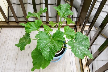 f:id:haruirosoleil:20200523091533j:plain