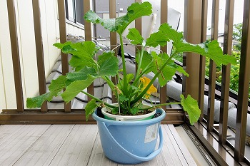 f:id:haruirosoleil:20200523091538j:plain