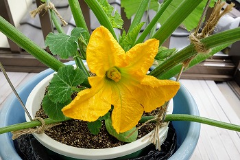 f:id:haruirosoleil:20200523091541j:plain