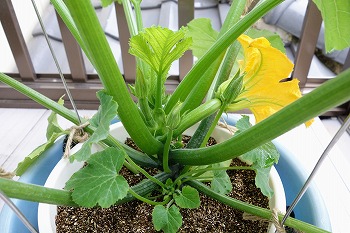 f:id:haruirosoleil:20200523091545j:plain