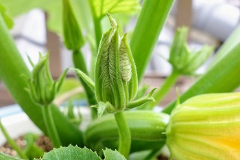 f:id:haruirosoleil:20200523091548j:plain