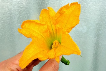 f:id:haruirosoleil:20200523091552j:plain