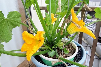 f:id:haruirosoleil:20200527212113j:plain