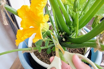 f:id:haruirosoleil:20200527212207j:plain