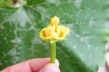 f:id:haruirosoleil:20200527212224j:plain