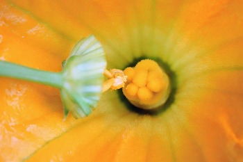 f:id:haruirosoleil:20200527212236j:plain