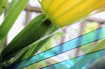 f:id:haruirosoleil:20200527212248j:plain