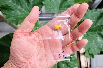 f:id:haruirosoleil:20200527212301j:plain