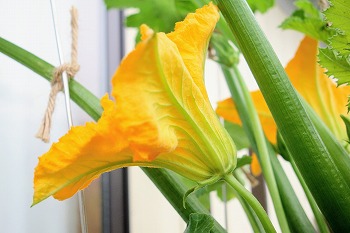 f:id:haruirosoleil:20200527212424j:plain