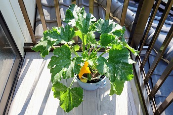 f:id:haruirosoleil:20200529073340j:plain