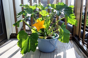 f:id:haruirosoleil:20200529073344j:plain