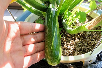 f:id:haruirosoleil:20200529073349j:plain