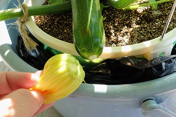 f:id:haruirosoleil:20200529073354j:plain