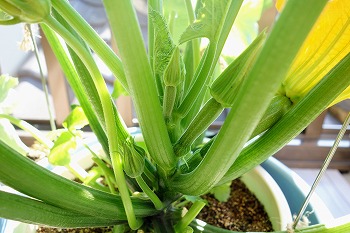 f:id:haruirosoleil:20200529073400j:plain