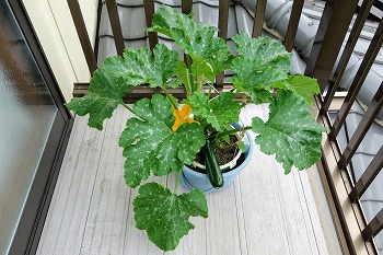 f:id:haruirosoleil:20200601052148j:plain