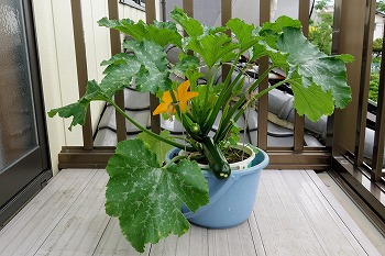 f:id:haruirosoleil:20200601052152j:plain