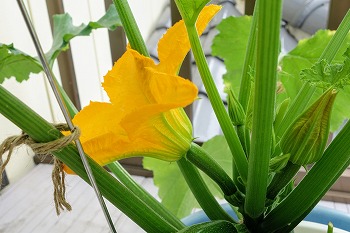 f:id:haruirosoleil:20200601052156j:plain