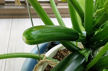 f:id:haruirosoleil:20200601052159j:plain