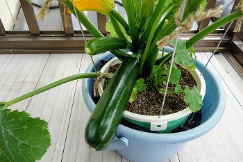 f:id:haruirosoleil:20200601052204j:plain