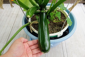 f:id:haruirosoleil:20200601052210j:plain