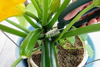 f:id:haruirosoleil:20200601052218j:plain