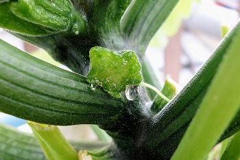 f:id:haruirosoleil:20200601052235j:plain