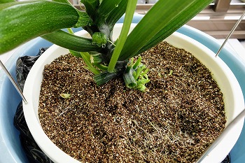 f:id:haruirosoleil:20200601052243j:plain