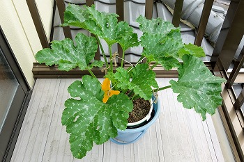 f:id:haruirosoleil:20200601052251j:plain