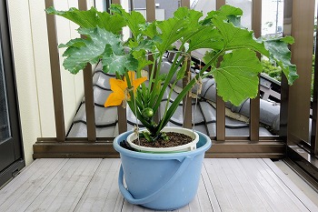 f:id:haruirosoleil:20200601052254j:plain