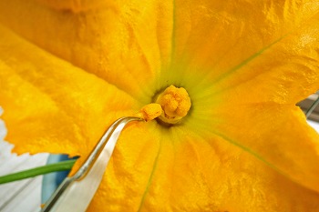 f:id:haruirosoleil:20200601052307j:plain