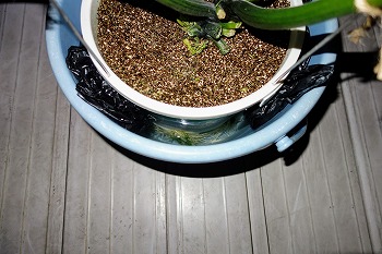 f:id:haruirosoleil:20200605063340j:plain