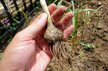 f:id:haruirosoleil:20200605192627j:plain