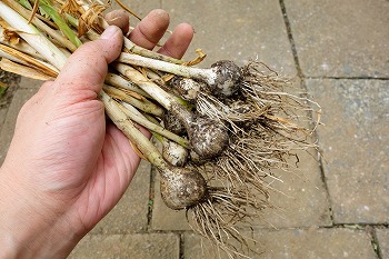 f:id:haruirosoleil:20200605192630j:plain