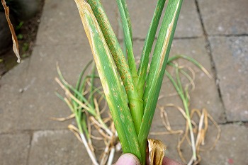 f:id:haruirosoleil:20200605192634j:plain