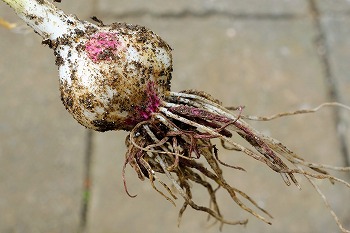 f:id:haruirosoleil:20200605192638j:plain