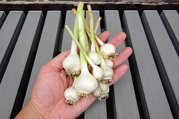 f:id:haruirosoleil:20200605192643j:plain