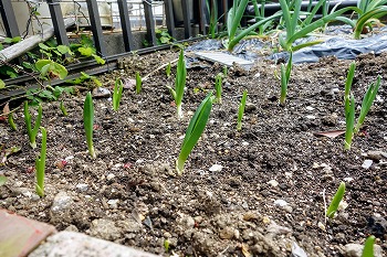 f:id:haruirosoleil:20200606074104j:plain