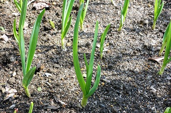 f:id:haruirosoleil:20200606074238j:plain