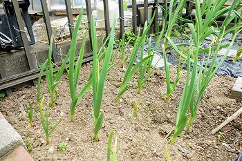 f:id:haruirosoleil:20200606074352j:plain