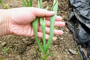 f:id:haruirosoleil:20200606074409j:plain