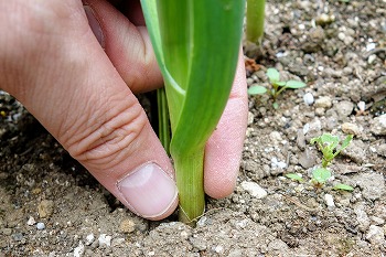 f:id:haruirosoleil:20200606074422j:plain