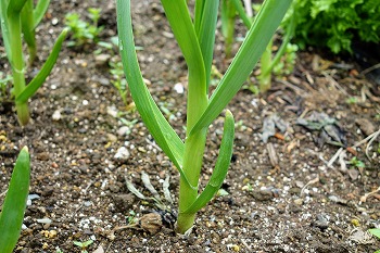 f:id:haruirosoleil:20200606074539j:plain