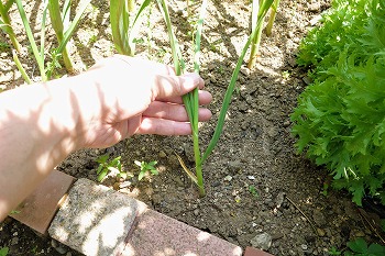 f:id:haruirosoleil:20200606074745j:plain