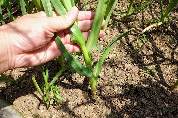 f:id:haruirosoleil:20200606074755j:plain