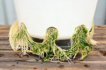 f:id:haruirosoleil:20200607121057j:plain