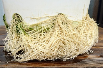 f:id:haruirosoleil:20200607121104j:plain