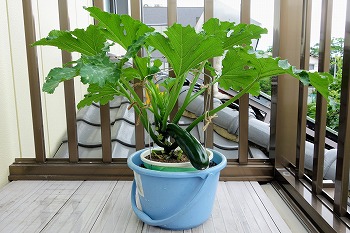 f:id:haruirosoleil:20200607123506j:plain